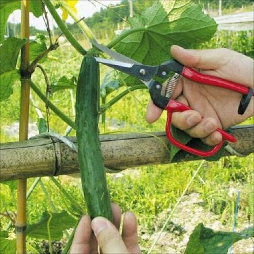 摘果エキストラロングガード付