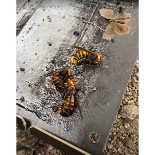 スズメバチ捕獲シート