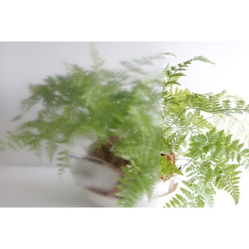 窓に貼ってはがせる