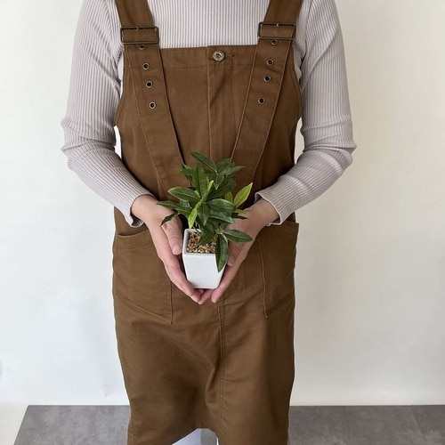 卓上グリーンポット パキラ