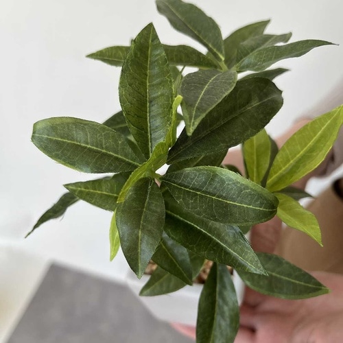 卓上グリーンポット パキラ