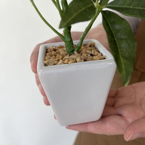 卓上グリーンポット パキラ