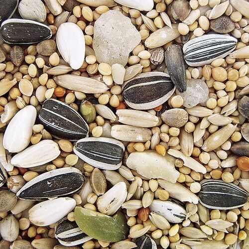 バードテイスト ボタンインコ