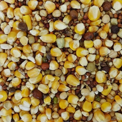 エクセル 鳩の食事