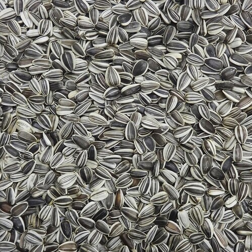 プレミアム 小粒ひまわり