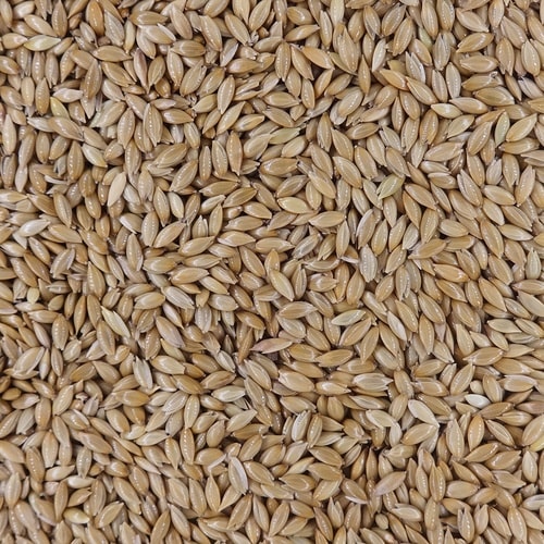 エクセル カナリアシード