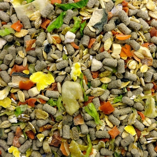 ハムスターテイストプラス