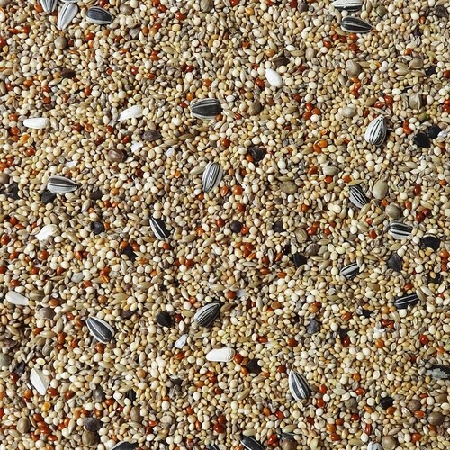 PRO Classic ボタンインコ