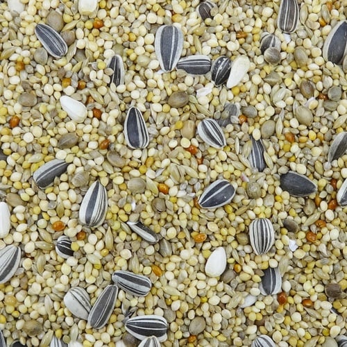 エクセル5 ボタンインコ 皮付き