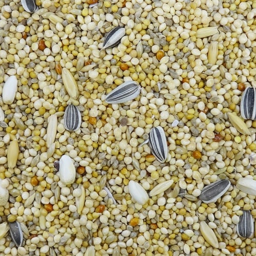 エクセル5 オカメインコ 皮付き×2