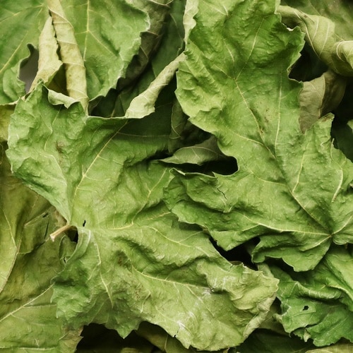 PRO スペシャリーフ 桑の葉