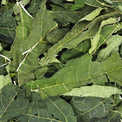 PRO スペシャリーフ 青パパイヤの葉