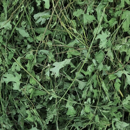 PRO スペシャリーフ パクチー