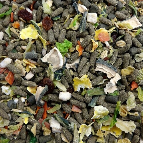 デグーテイストプラス