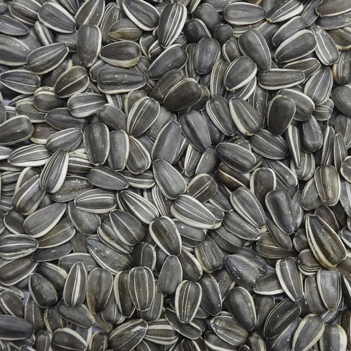 大粒ひまわり×3