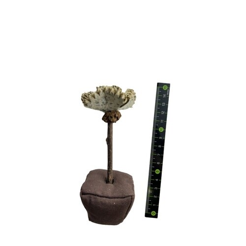 キャットニップカーネーション