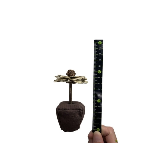 キャットニップひまわり