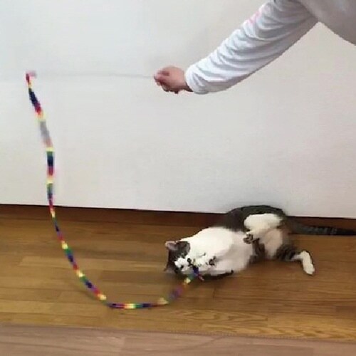 レインボー キャットチャーマー