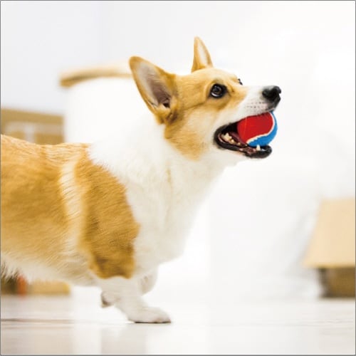 GiGwi ギグウィ テニスボール ラー