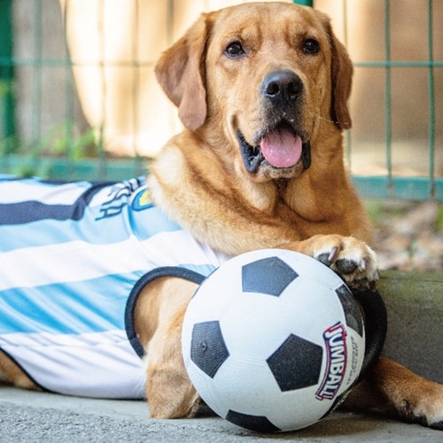 GiGwi ジャンボール (バスケットボ