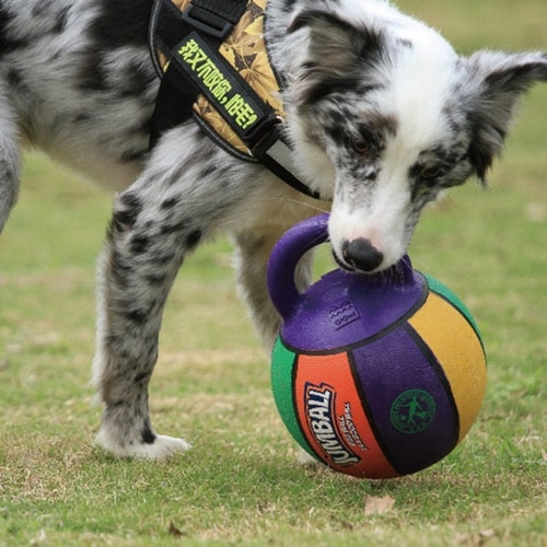 GiGwi ジャンボール (バスケットボ