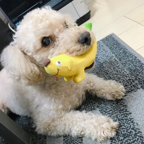 バナナドッグ イエロー