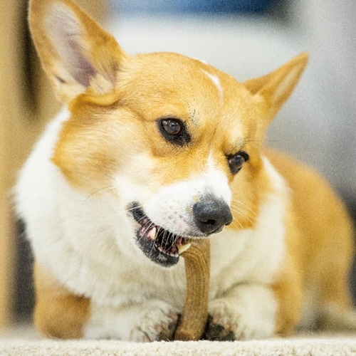 GiGwi パーフェクトアントラー