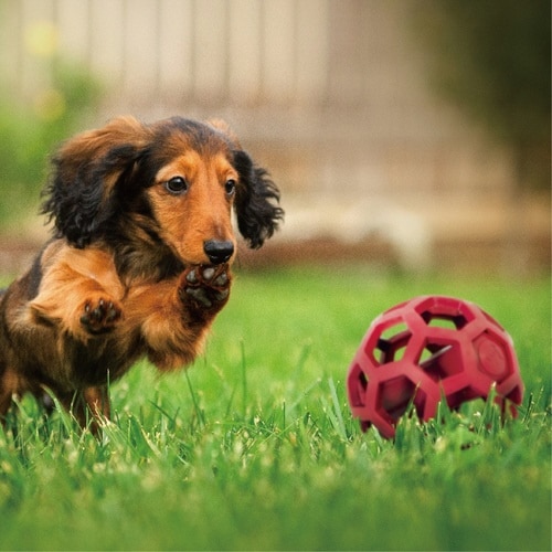 ホーリーギグラー