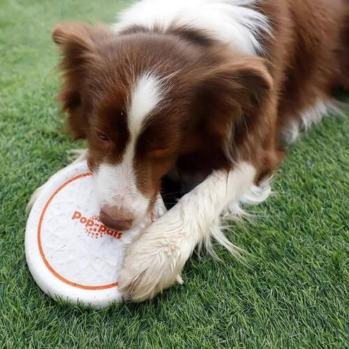 GiGwi ポップパル フライングディス