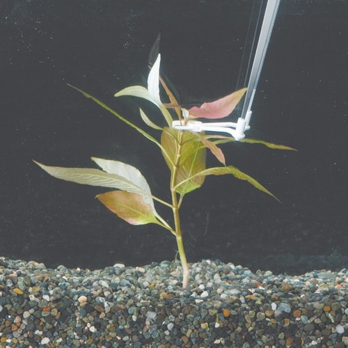 ピンセットバサミ草作