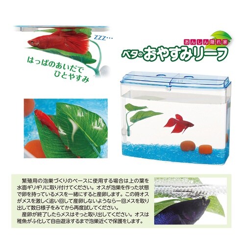 ベタのおやすみリーフ×2