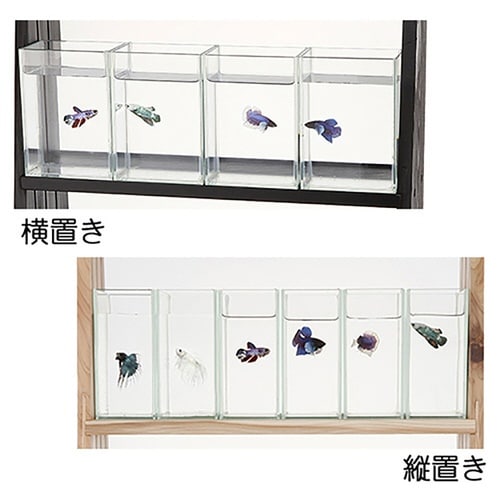 ショーベタコレクションケース