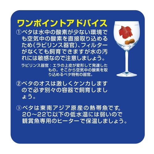 ベタの塩タブレットミニ×2