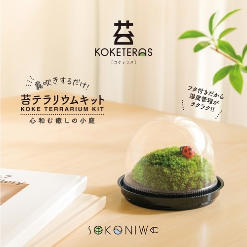 苔テラリウムキット