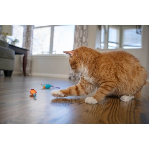 デンタル・チューマウス(2コセット)