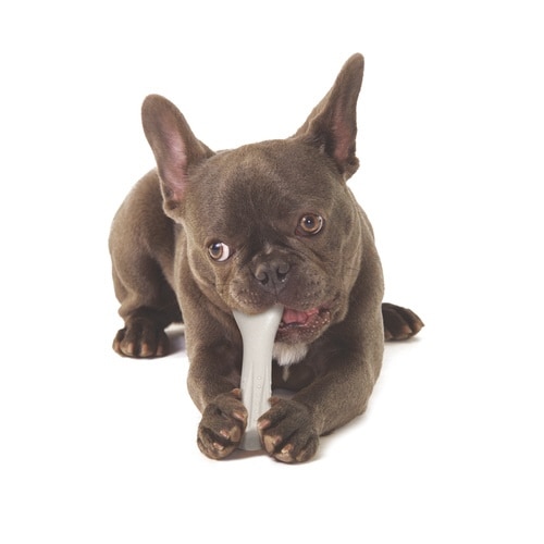 ディアーホーンミディアム