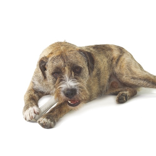 ディアーホーンラージ