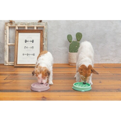 ファン&スロウフィーダーボウル