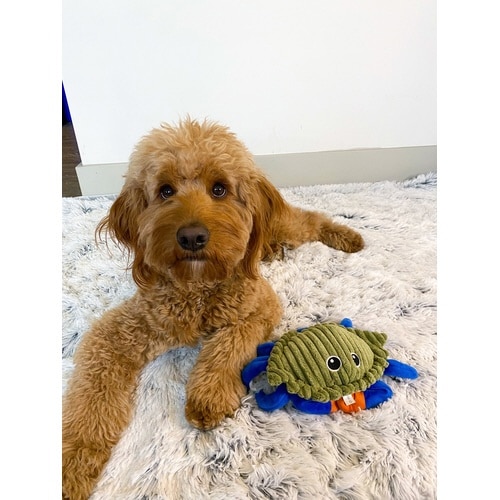 フラップトイクラブ