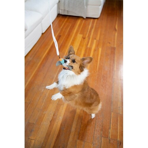 テイルティーザーミニ