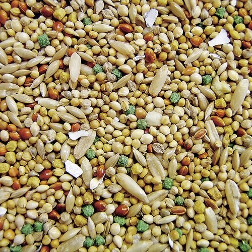 バードテイスト セキセイインコ