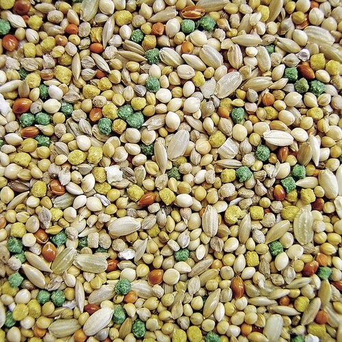 バードテイスト 文鳥