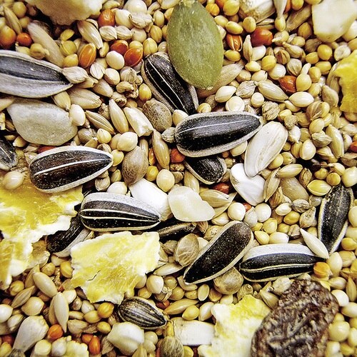 バードテイスト オカメインコ