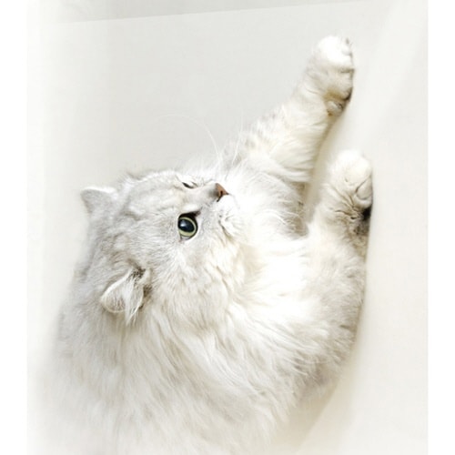 ツメ傷保護用シート コーナー用・ドア用 半透明