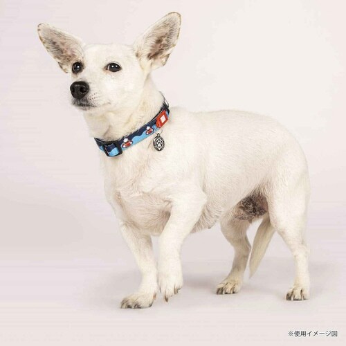 首輪 小型犬 XS フレンジーシャーク