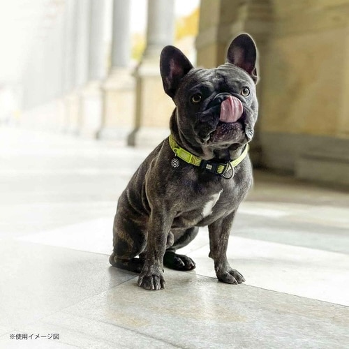 首輪 大型犬 L マックス&モーリー キウイ