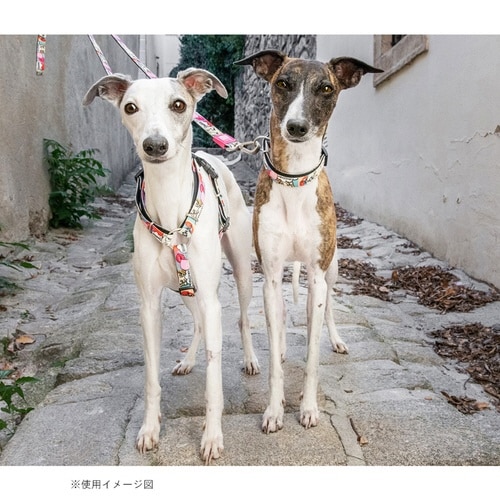 リード 犬 M マックス&モーリー ポップガール