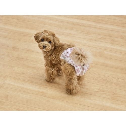 ペット用おむつピタフィットXS38枚 女の子用