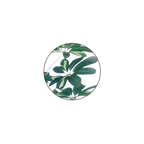 シェフレラ 人工樹木 フェイクグリーン
