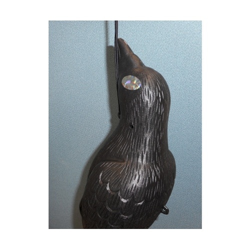 防鳥大型カラス